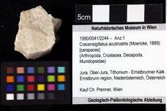 Foto (Objket + Etiketten) von Cracensigillatus acutirostris (Moericke, 1889) 